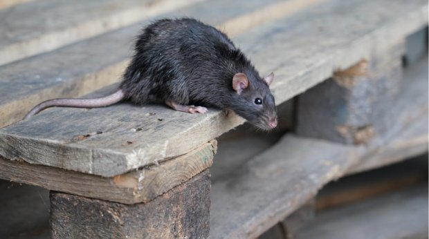 Eine Ratte auf einer Europalette
