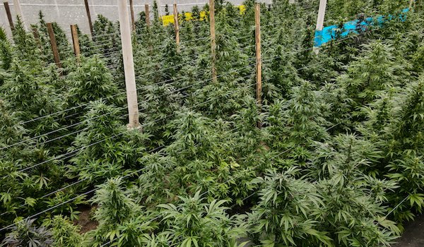 Cannabis Plantage