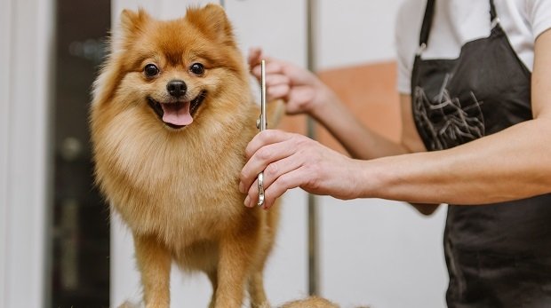 Ein Hundefell wird mit Schere geschnitten