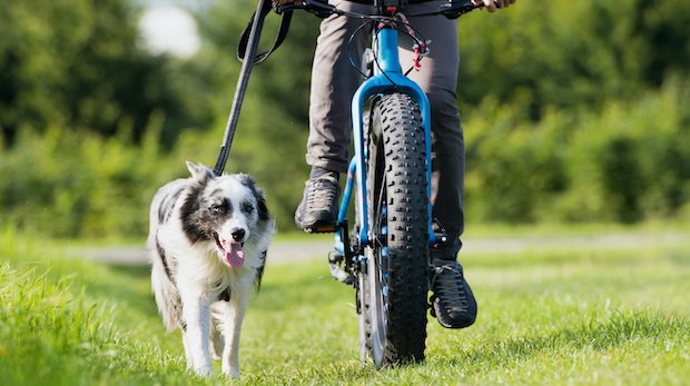 Fahrrad mit Hund
